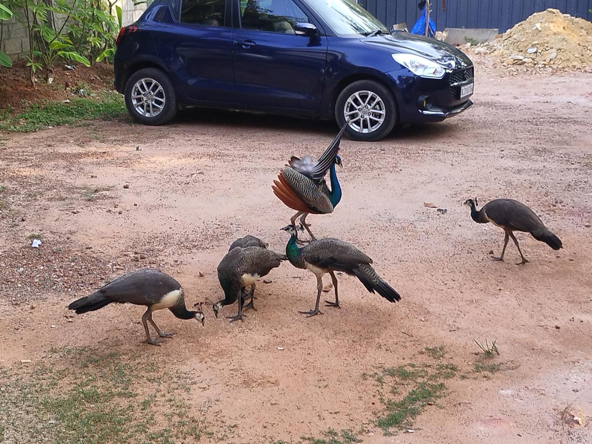 Greenview Homestay Kovalam 特里凡得琅 外观 照片