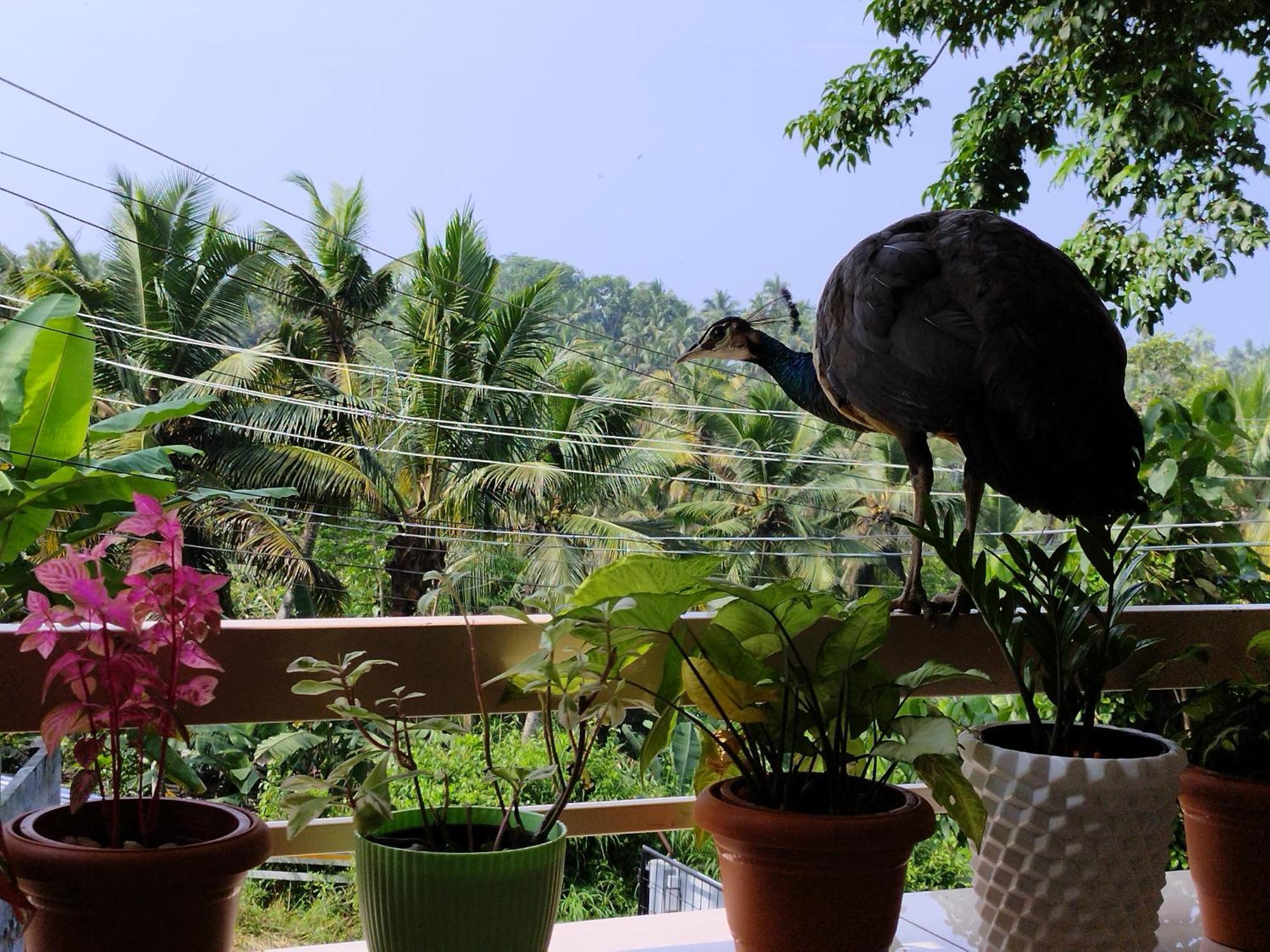 Greenview Homestay Kovalam 特里凡得琅 外观 照片